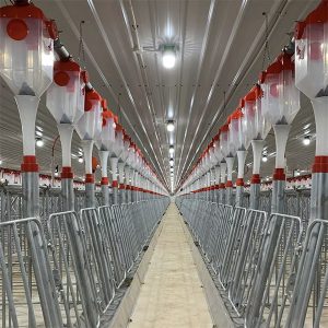 αυτόματο σύστημα σίτισης με αλυσίδα δίσκων για χοίρους